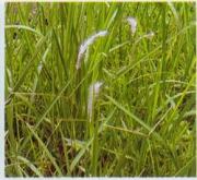 Imperata cyhndrical 